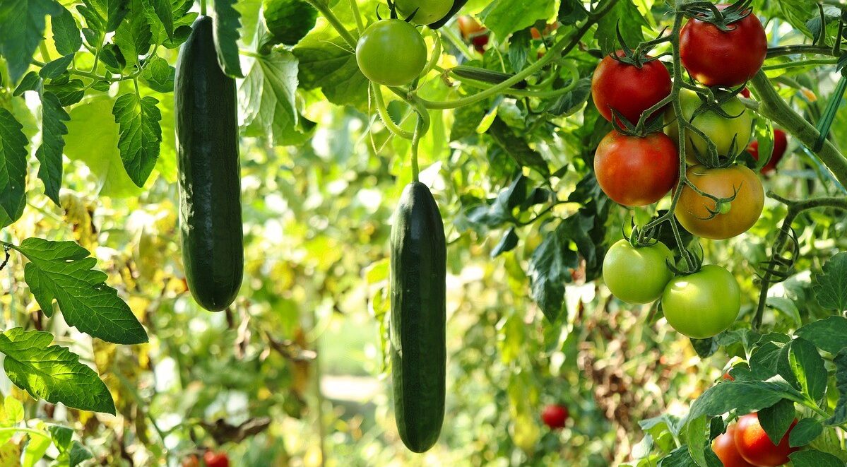 美しい夏野菜