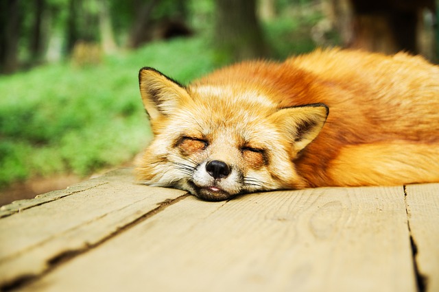 sleeping peacefully"