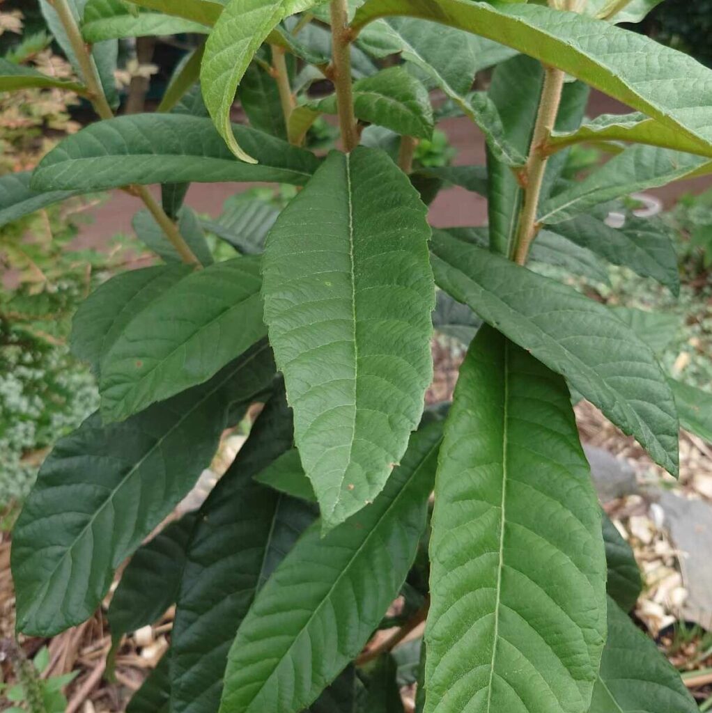 琵琶