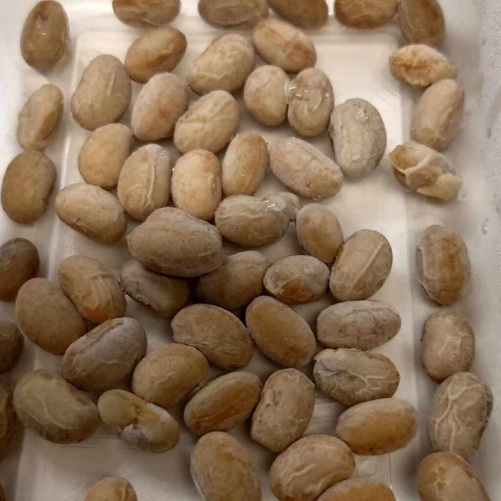 完成した自家製天然納豆
