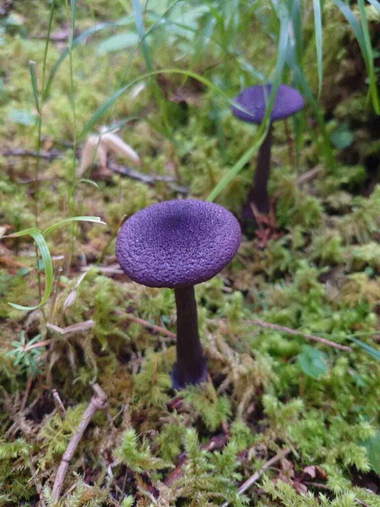 ムラサキフウセンタケ